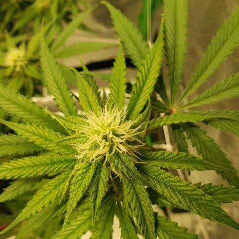 Skywalker  growlog timeline photo
