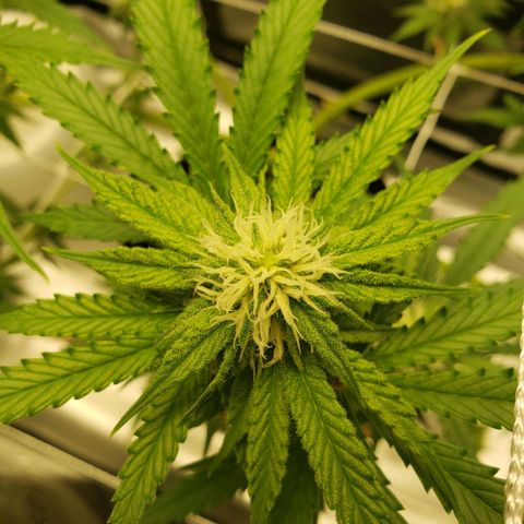Skywalker  growlog timeline photo