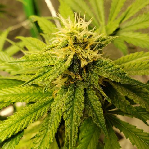Skywalker  growlog timeline photo