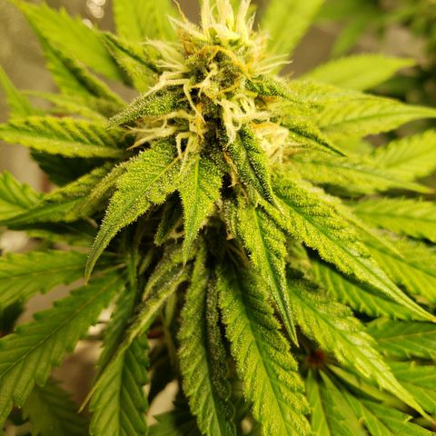 Skywalker  growlog timeline photo