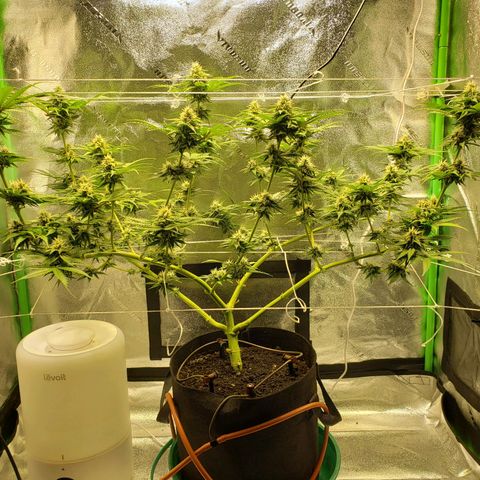 Skywalker  growlog timeline photo