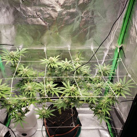 Skywalker  growlog timeline photo