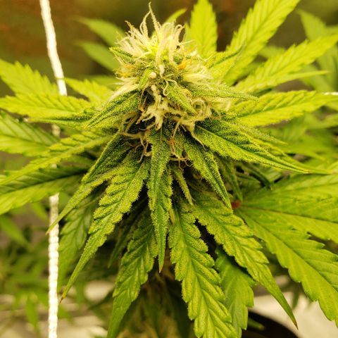 Skywalker  growlog timeline photo