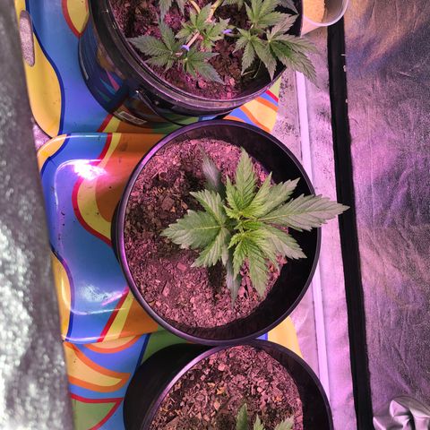 Orange Blossom Special growlog timeline photo