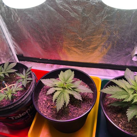 Orange Blossom Special growlog timeline photo