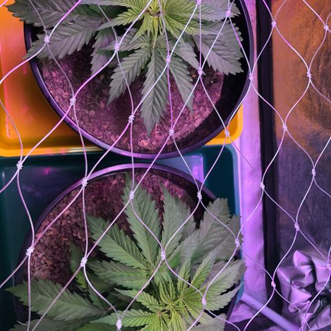 Orange Blossom Special growlog timeline photo