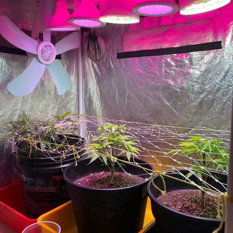Orange Blossom Special growlog timeline photo
