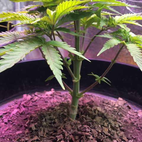 Orange Blossom Special growlog timeline photo