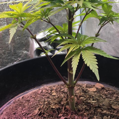 Orange Blossom Special growlog timeline photo