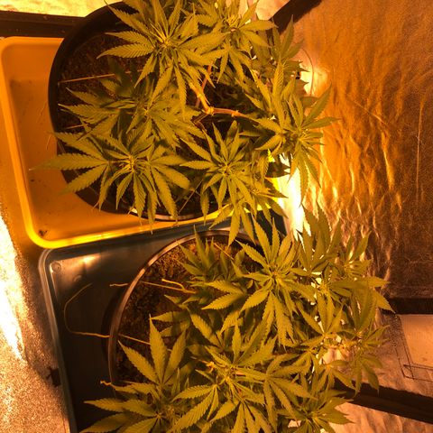 Orange Blossom Special growlog timeline photo