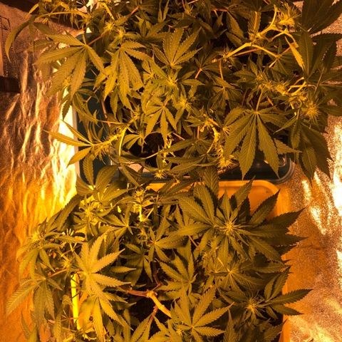 Orange Blossom Special growlog timeline photo