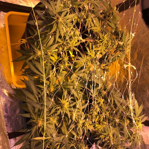 Orange Blossom Special growlog timeline photo