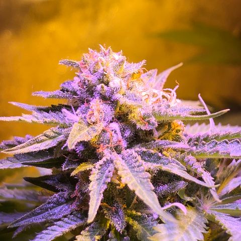 Orange Blossom Special growlog timeline photo