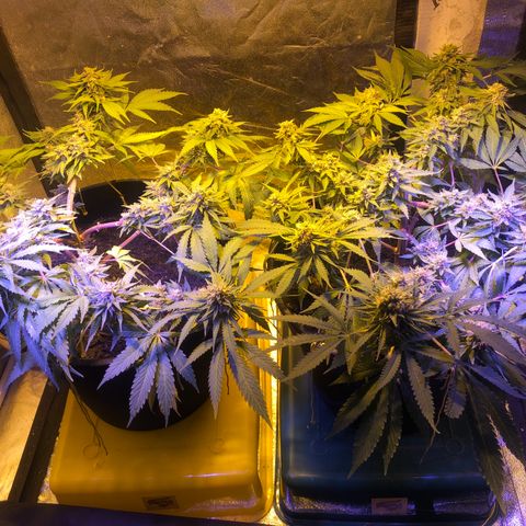 Orange Blossom Special growlog timeline photo