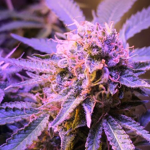 Orange Blossom Special growlog timeline photo