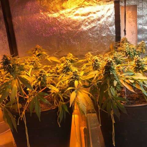 Orange Blossom Special growlog timeline photo