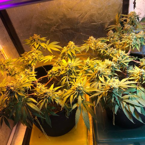 Orange Blossom Special growlog timeline photo