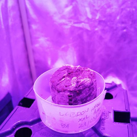 Lebron growlog photo: En luz