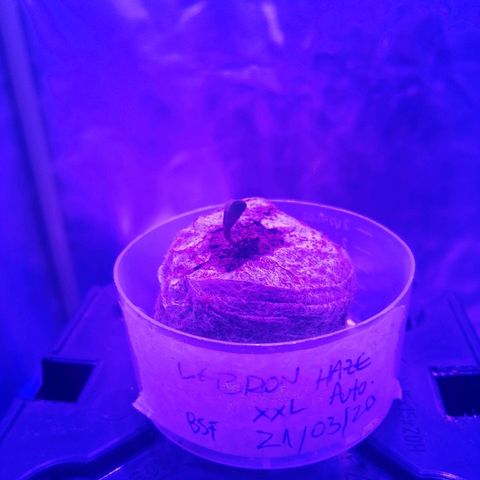 Lebron growlog photo: 1era aparición de plantula