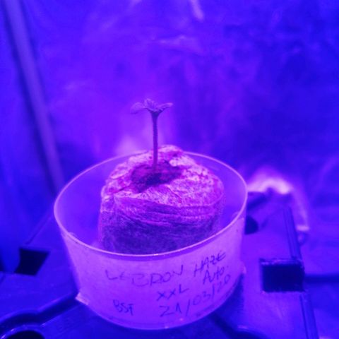 Lebron growlog photo: 5ml día intercalado