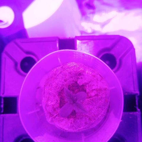 Lebron growlog timeline photo