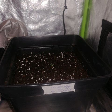 Lebron growlog photo: Pasamos a vegeta, 2.25 x planta, con topcrop enraizante 2 ml x 1.5