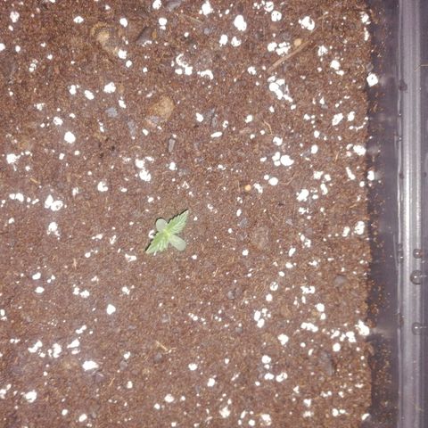 Lebron growlog timeline photo