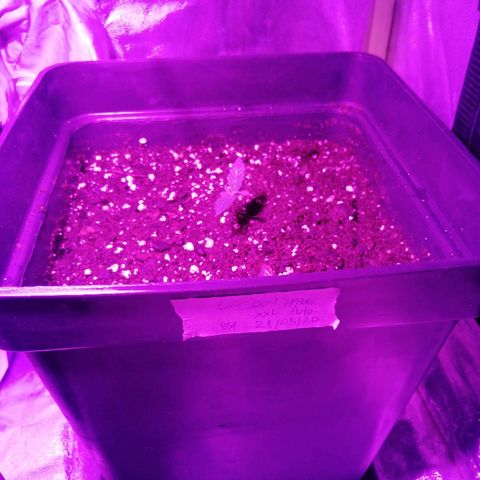 Lebron growlog timeline photo