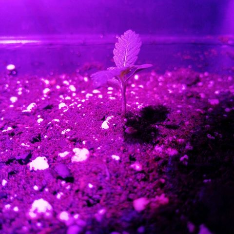 Lebron growlog timeline photo