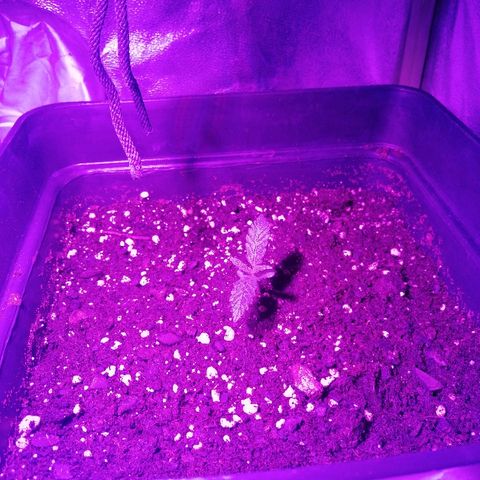 Lebron growlog timeline photo