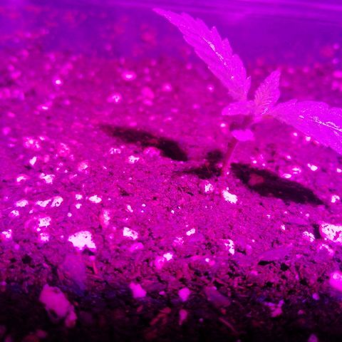 Lebron growlog timeline photo