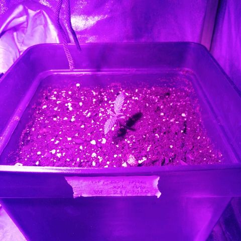 Lebron growlog timeline photo