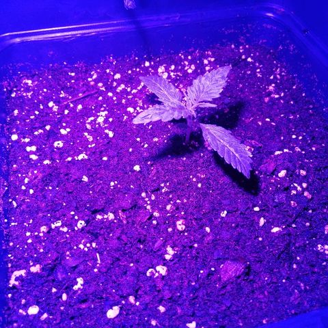 Lebron growlog timeline photo