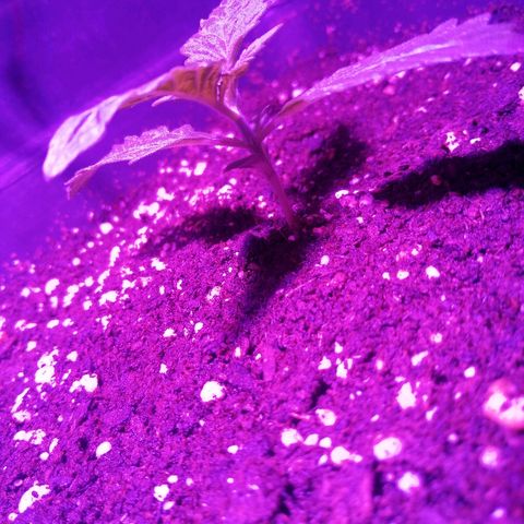 Lebron growlog timeline photo