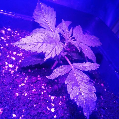 Lebron growlog timeline photo