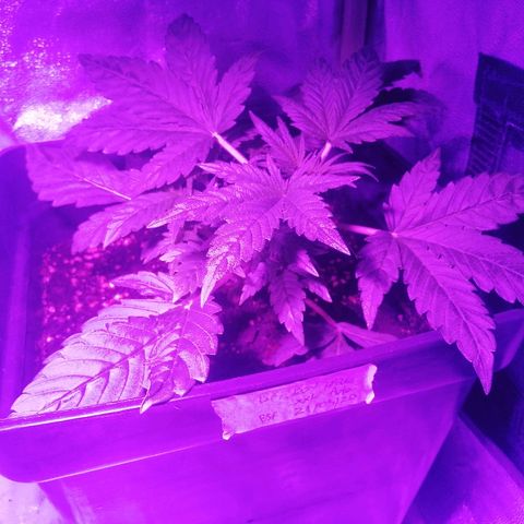 Lebron growlog timeline photo