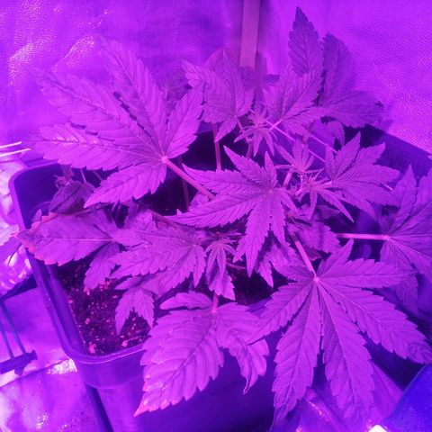 Lebron growlog photo: Lst ajustes en ramas productoras
