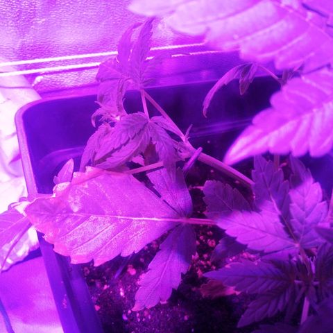 Lebron growlog timeline photo