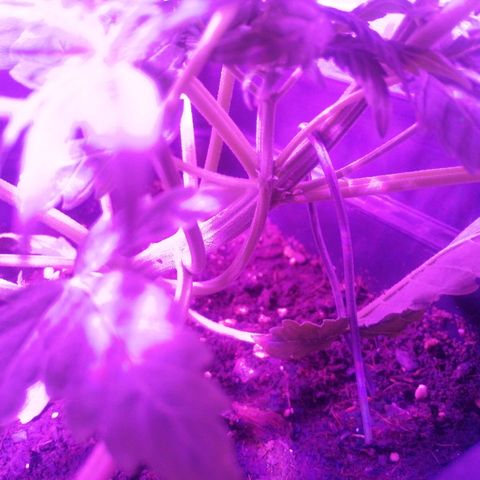Lebron growlog timeline photo