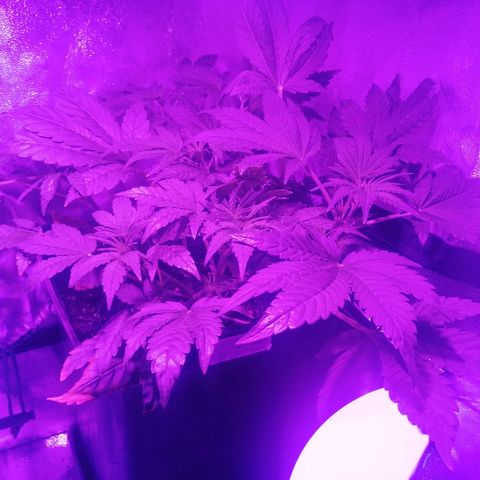 Lebron growlog timeline photo