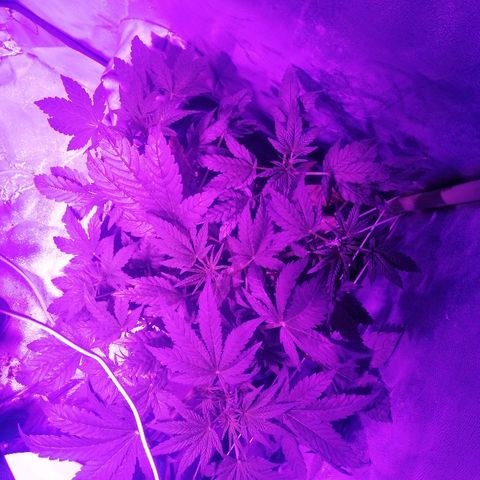 Lebron growlog timeline photo