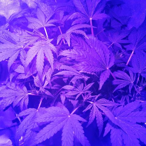 Lebron growlog timeline photo