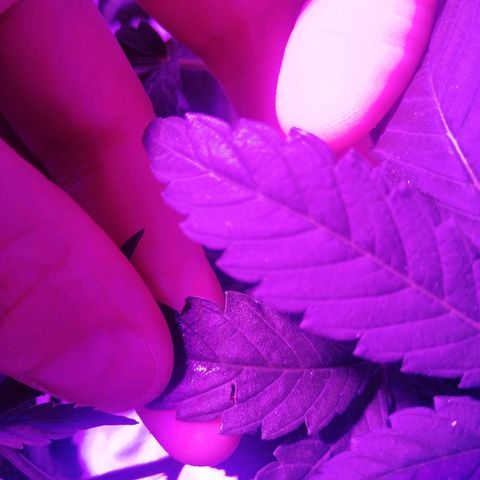 Lebron growlog timeline photo