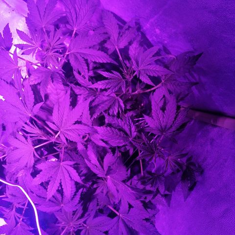 Lebron growlog timeline photo