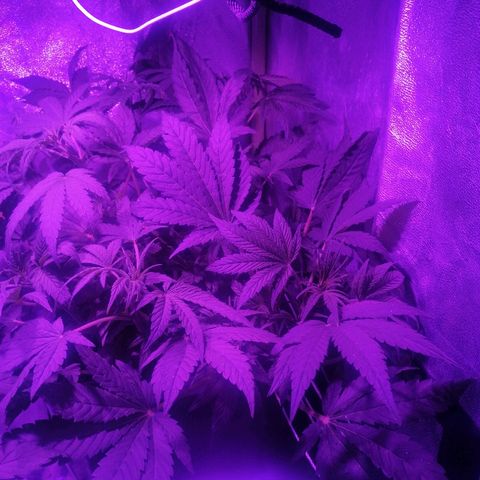 Lebron growlog timeline photo