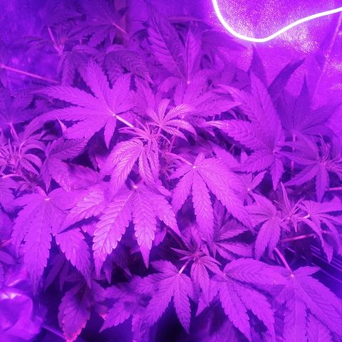 Lebron growlog timeline photo