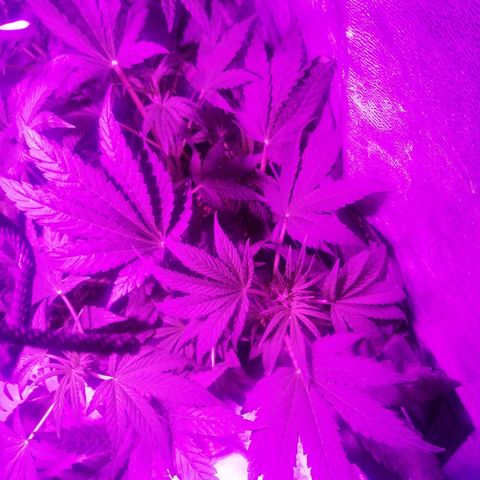 Lebron growlog timeline photo
