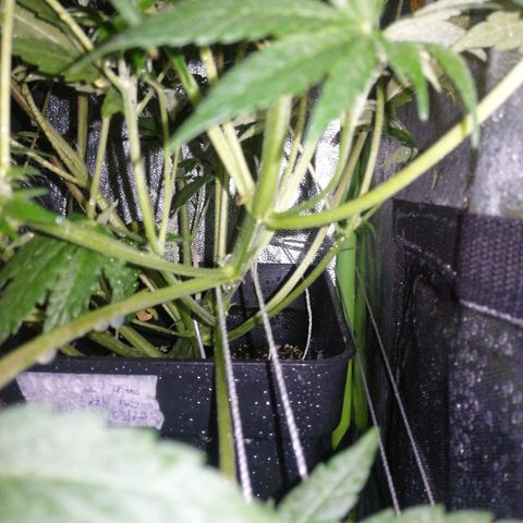 Lebron growlog timeline photo