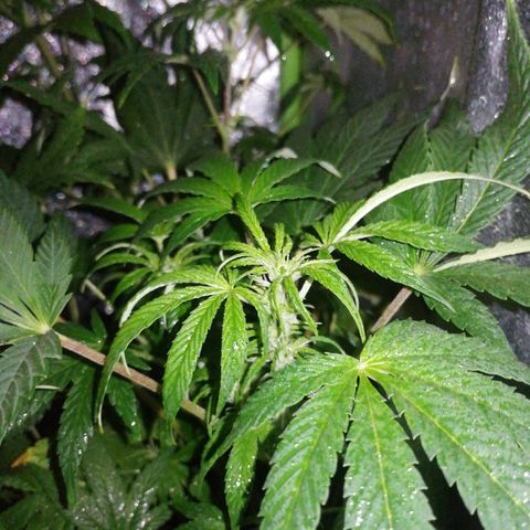 Lebron growlog timeline photo