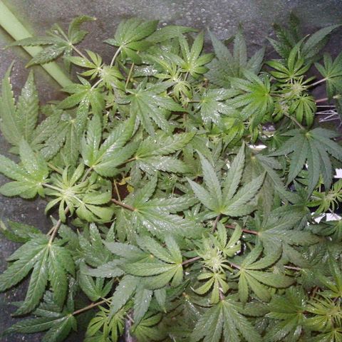 Lebron growlog timeline photo